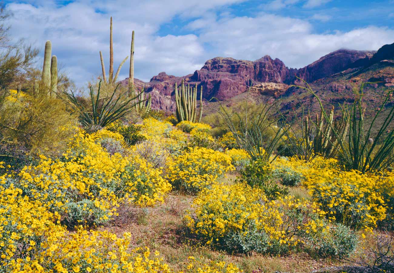 midwest desert with plant life picture