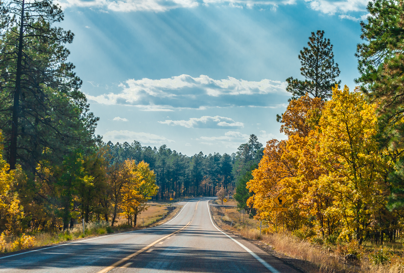 Driving through the forest.